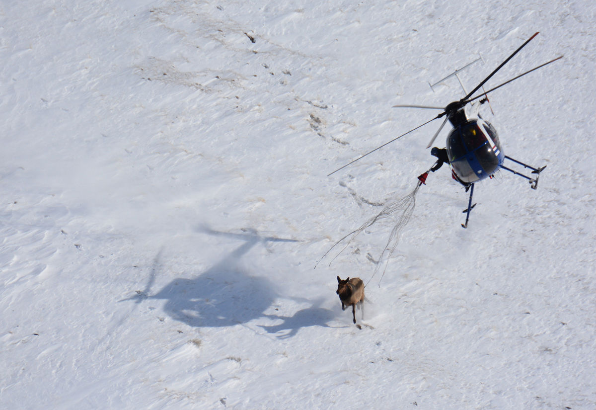 Elk capture